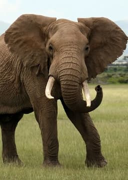 African Elephant