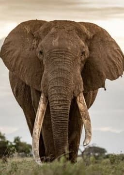 African Elephant