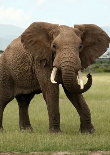 African Elephant
