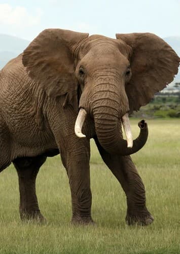 African Elephant