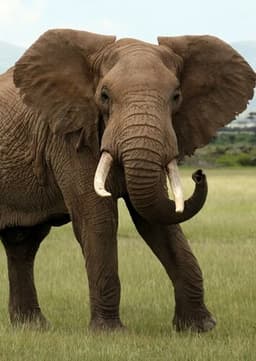 African Elephant