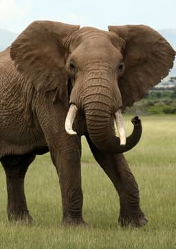 African Elephant