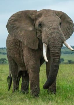 African Elephant