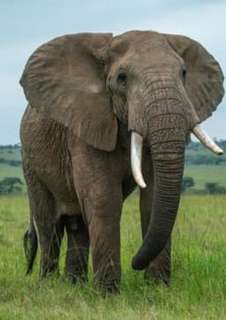 African Elephant