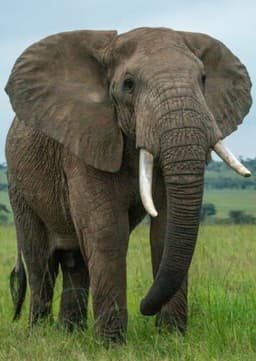 African Elephant
