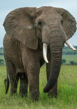 African Elephant