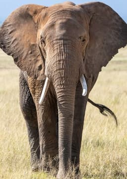 African Elephant