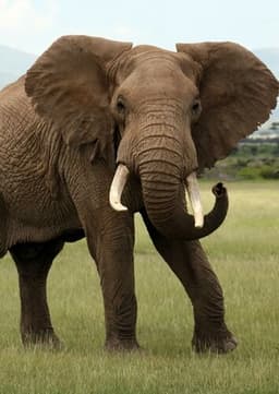 African Elephant