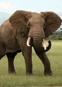 African Elephant