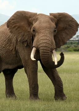 African Elephant