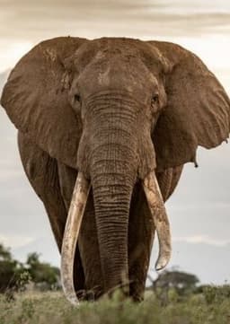 African Elephant
