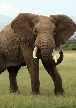 African Elephant