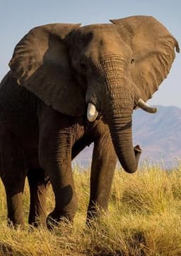 African Elephant
