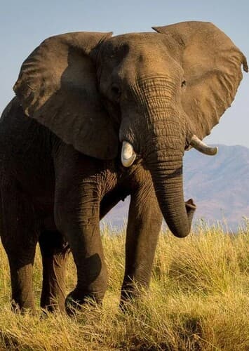 African Elephant