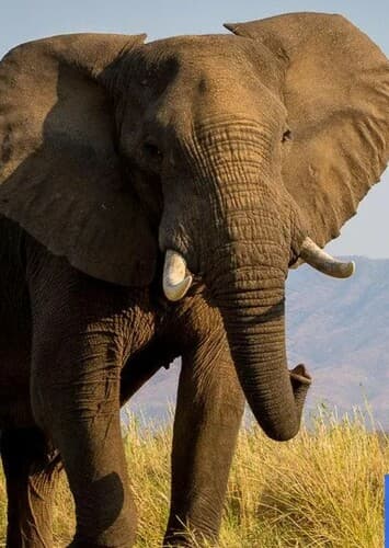 African Elephant