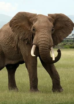 African Elephant