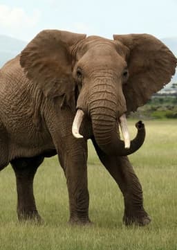African Elephant