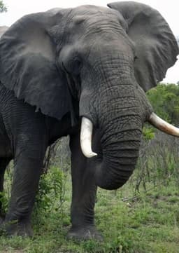African Elephant