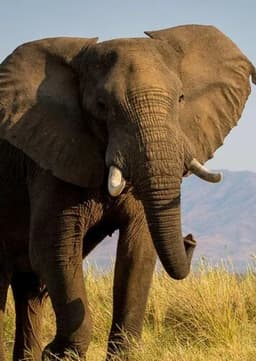 African Elephant