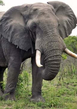 African Elephant