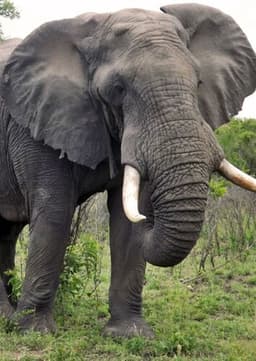 African Elephant