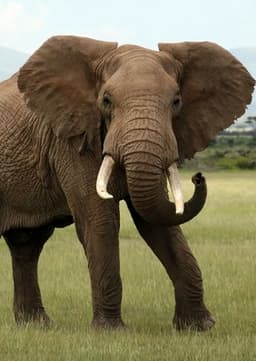 African Elephant