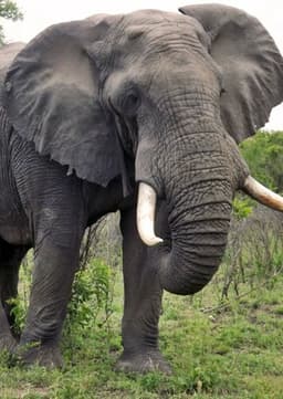 African Elephant
