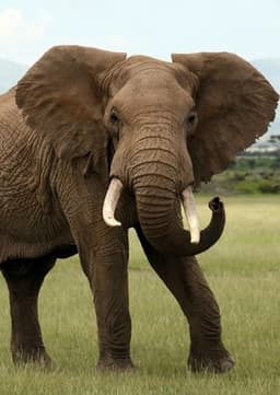 African Elephant