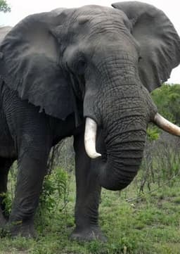 African Elephant