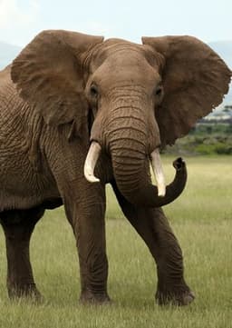 African Elephant