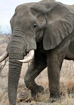 African Elephant