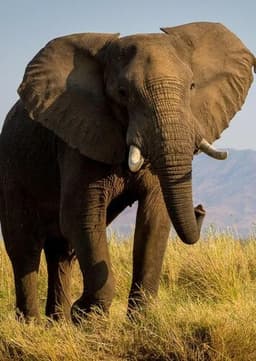 African Elephant