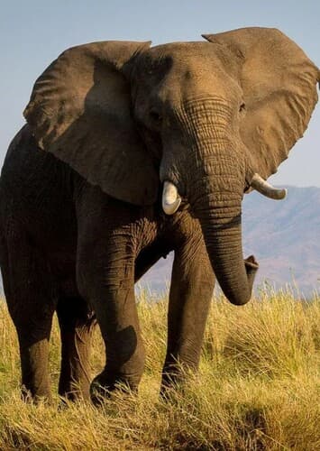 African Elephant