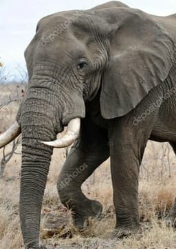 African Elephant