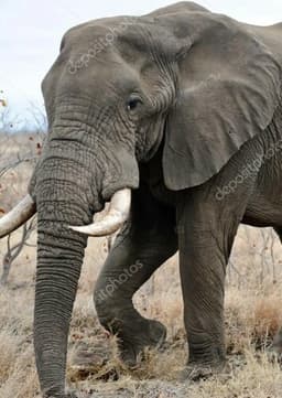 African Elephant