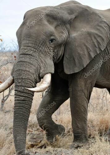 African Elephant
