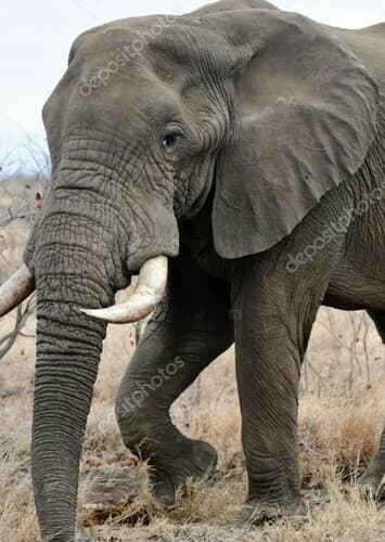African Elephant