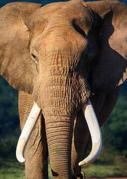 African Elephant