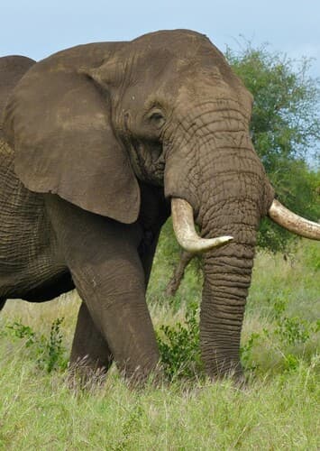 African Elephant