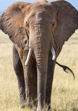 African Elephant