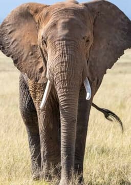 African Elephant