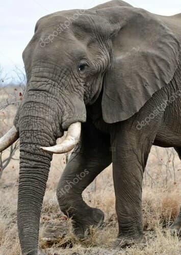 African Elephant