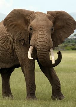 African Elephant