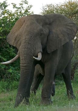 African Elephant