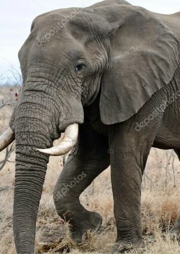 African Elephant