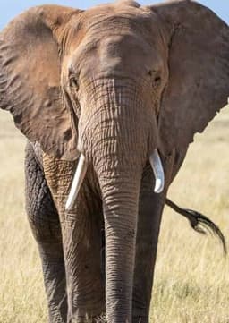 African Elephant