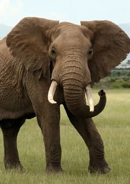 African Elephant