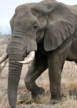 African Elephant