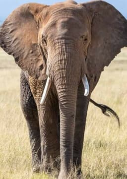 African Elephant
