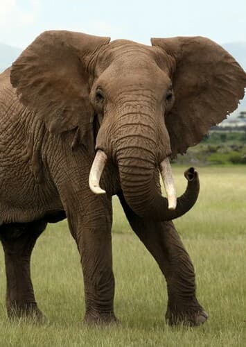 African Elephant